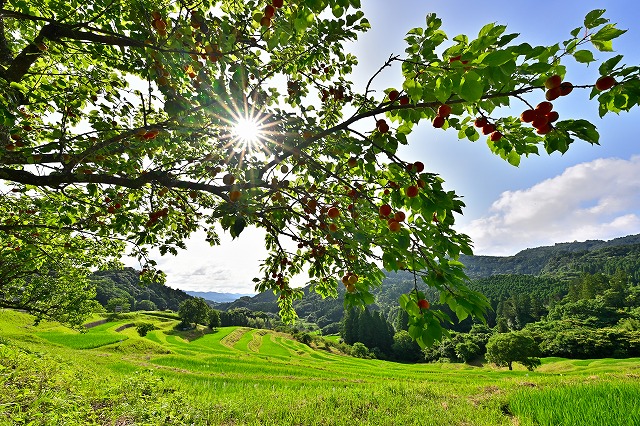 2025最優秀賞　アンズの輝き-鈴木順一